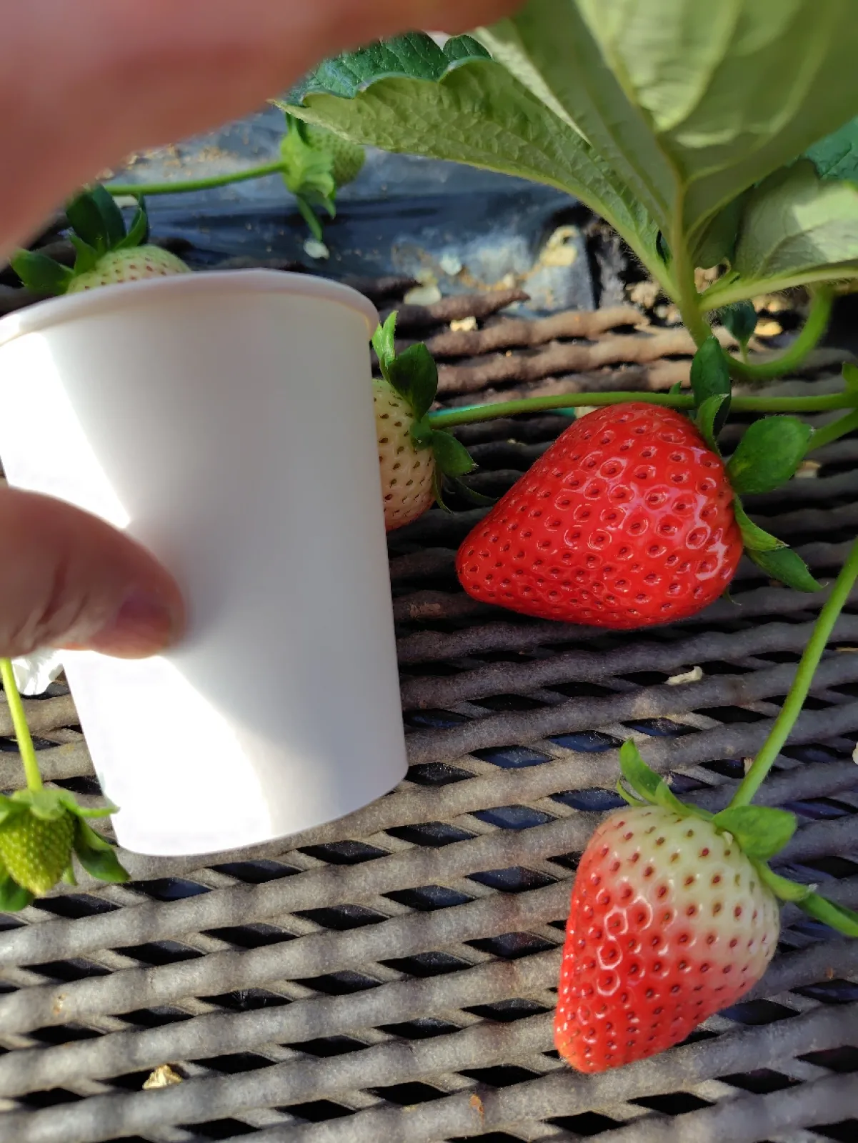 １月７日から始まったばかりのいちご狩り🍓
予約無しで並んだ順に案内されます
スカイベリーでしたが、粒がとても大きくさっぱりとした甘さで美味しくいただきました
１ハウス３組くらいなのでゆったりと出来ます