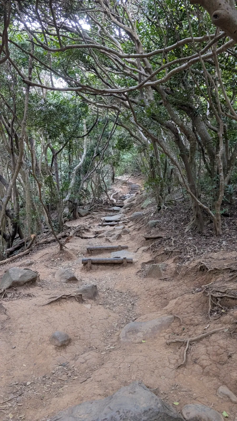 木に囲まれた階段を登ると、展望台があって海を見渡せる🌊
展望台までの距離は短いですが、階段は一段一段高さも違ってなかなかハードです。
スニーカー必須です。