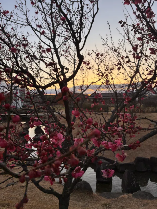 梅はまだ咲き始めで、早かったです