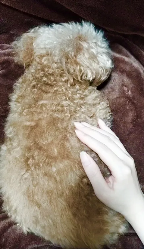 愛犬✨🐩