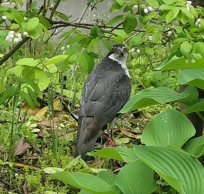 庭に来たオオタカ