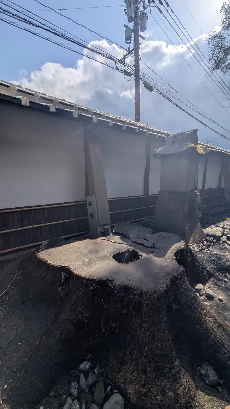 すぐ横にある切り株は、大きくなりすぎて塀が斜めになったために切られたのだとか⋯
切り株もまだ生きていて、小さな芽がいくつも出てきてました。