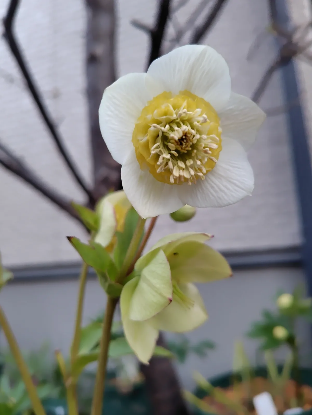 神代植物公園にクリスマスローズを見に行きました
即売もしていたので、いくつか連れて帰ってきちゃいました