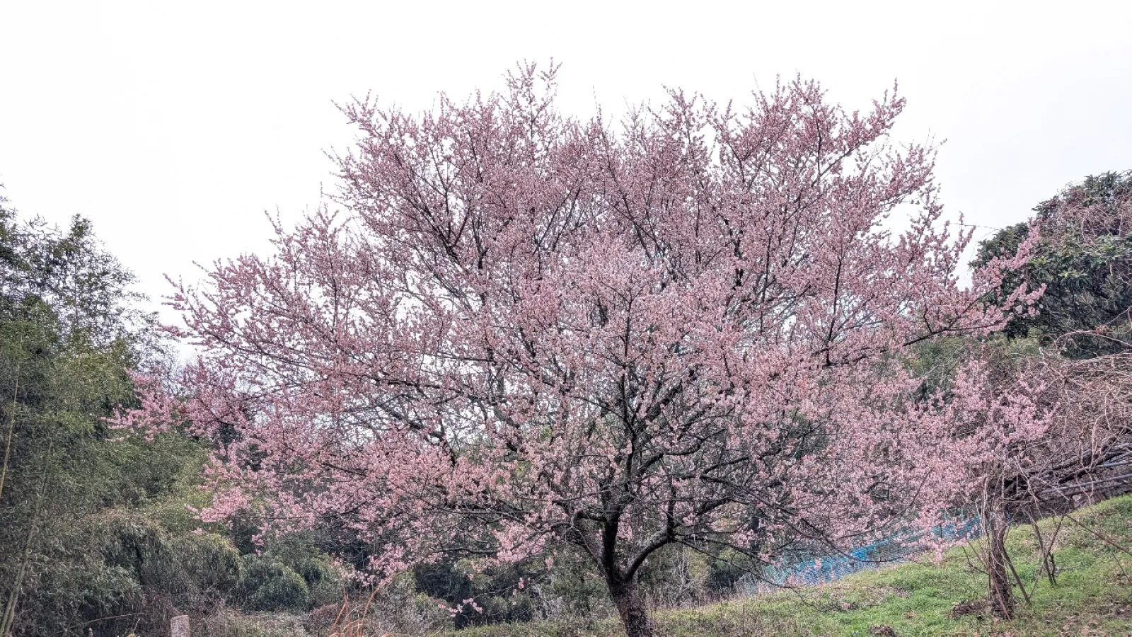 通りすがりの１枚📸
あまりにもキレイだったので路駐して撮ってみました😅