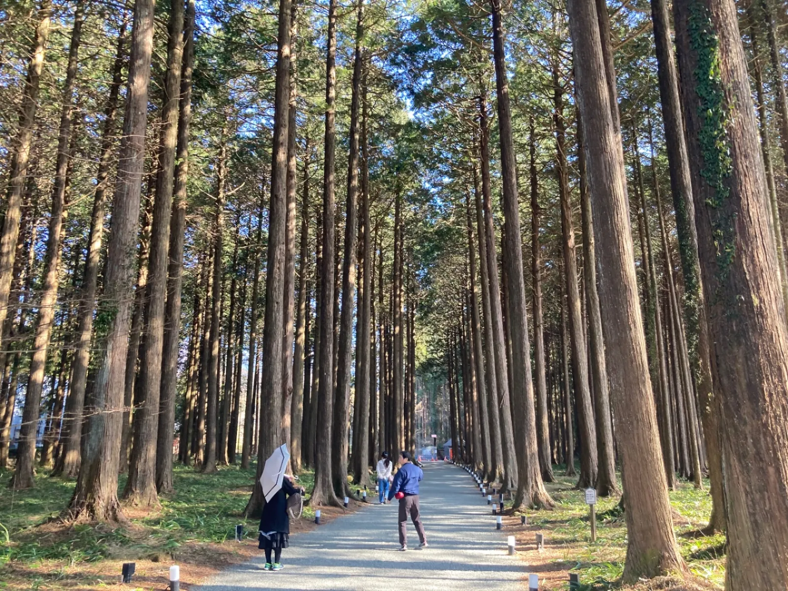 さらに近くの秩父宮記念公園を散策します。
森のエントランスを抜けて入ります。
桧の中を歩くアプローチ。
人工林ですが、清々しく感じます。
切り株を見ると100年くらいの年輪数はありました。