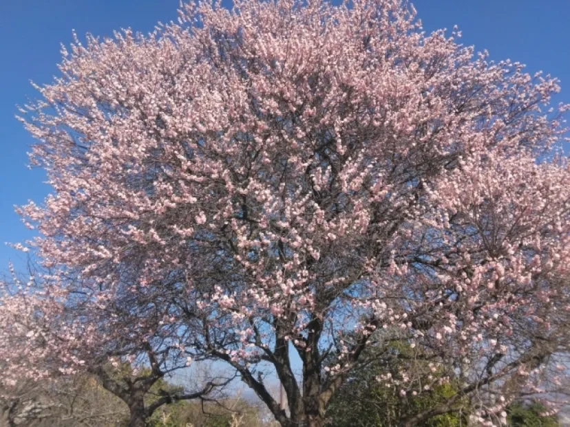 お花見