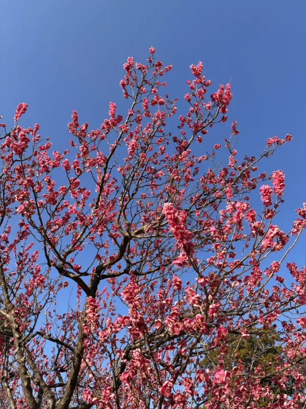 梅まつりしてます