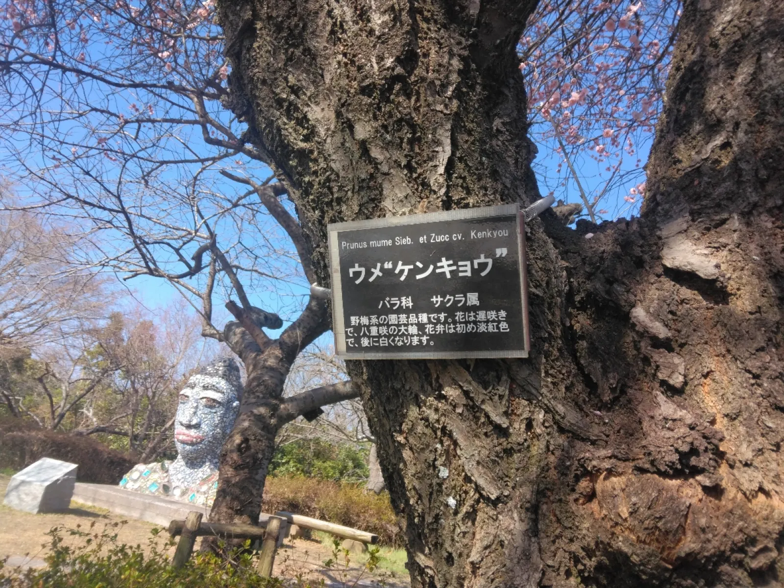 桜かと思いきや、梅でした。
初めて知ったけど「ケンキョウ」という品種らしい。