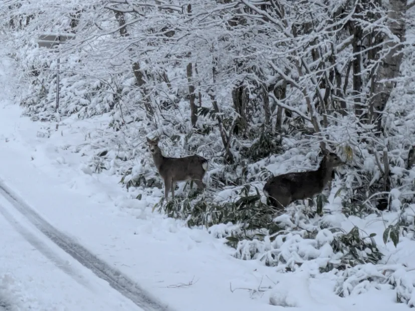 ビーナスラインの獣