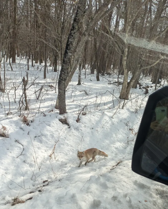 キツネとの出会い