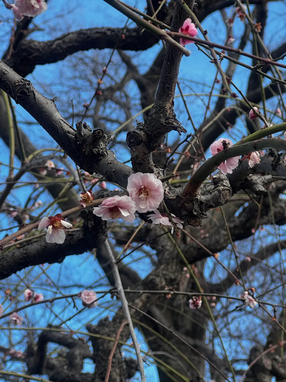 20260314 今日はホワイトデー
お返しに梅を見に行こうと決意
ただし思い立ったのは14時
バイクで行こうかと思いましたが、
気持ちが少し負けて車で出発🚗
向かった先は大阪城
梅の季節は終盤でしたが、
残り少ない梅をしっかり楽しんできました🌸
ホワイトデーのお返しとしては
少し控えめだったかもしれませんが、
ちゃんと伝わったはずです
“気持ちだけは満開です”と😅