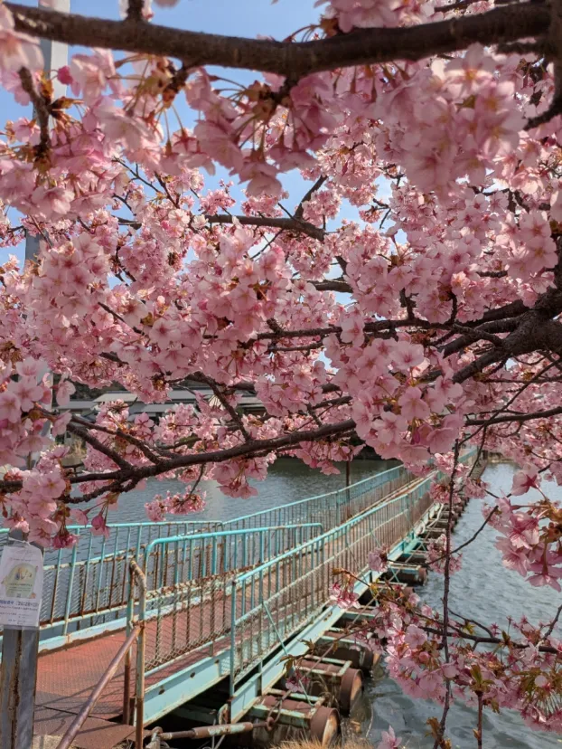 映画とんびの浮橋（ドラム缶橋）