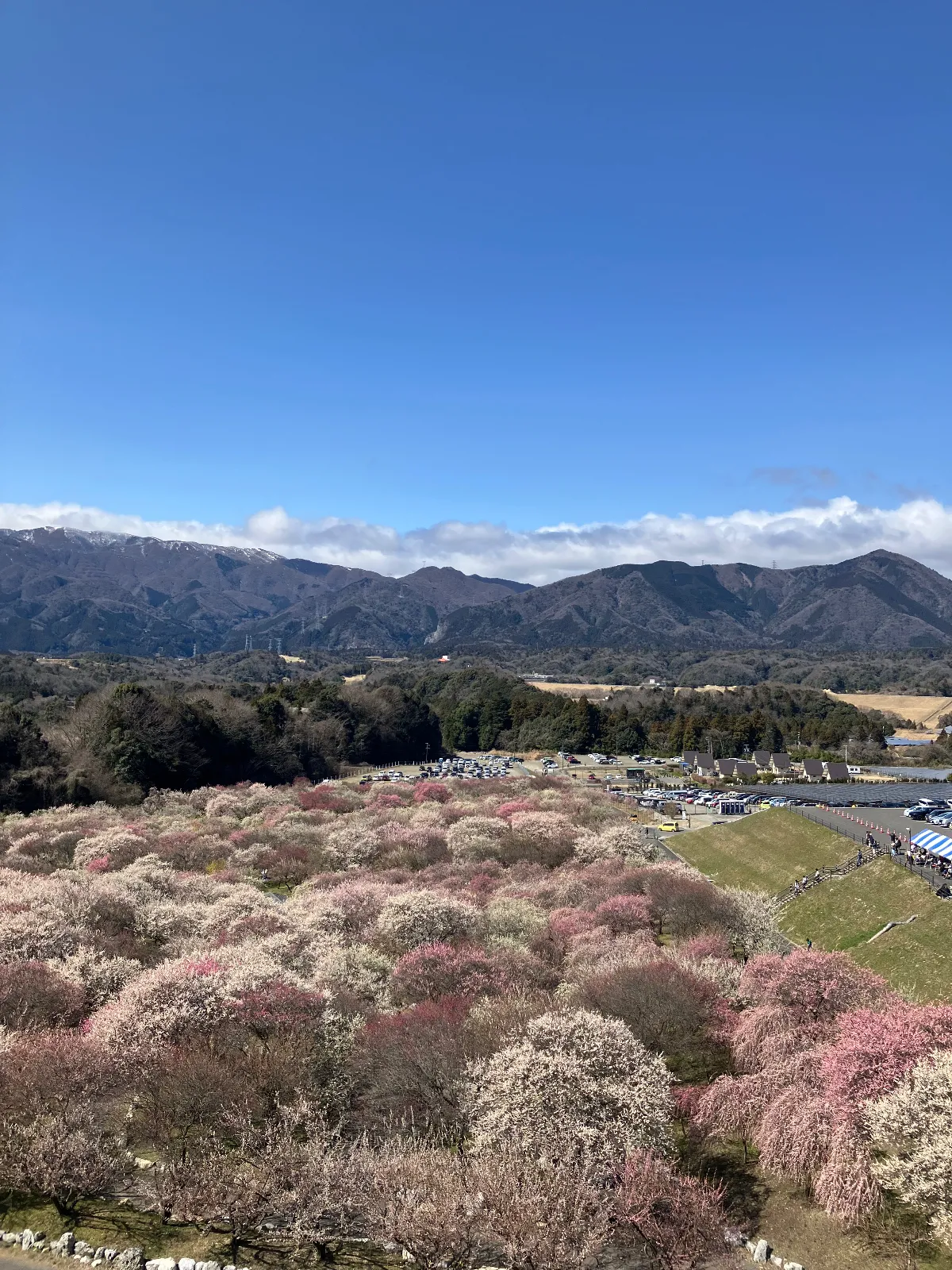三重県いなべ市の梅林公園にいってきました。　色とりどりで種類も違う梅を見てきましたが、甘い匂いも春を感じました。