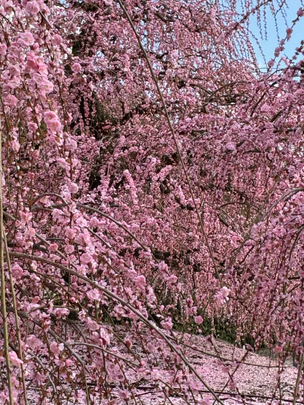 鈴鹿の森での梅まつり終了しました