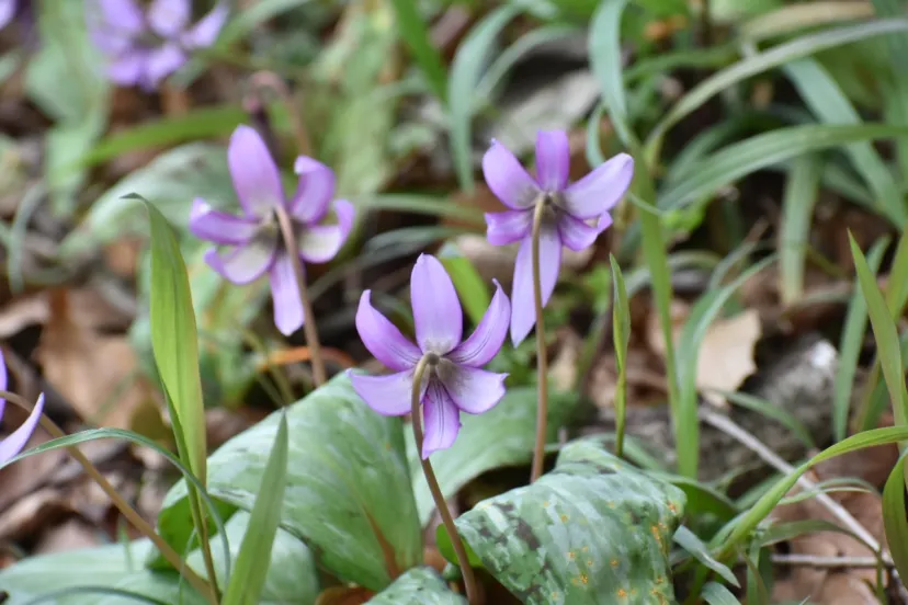 吉井町小串　カタクリの里
