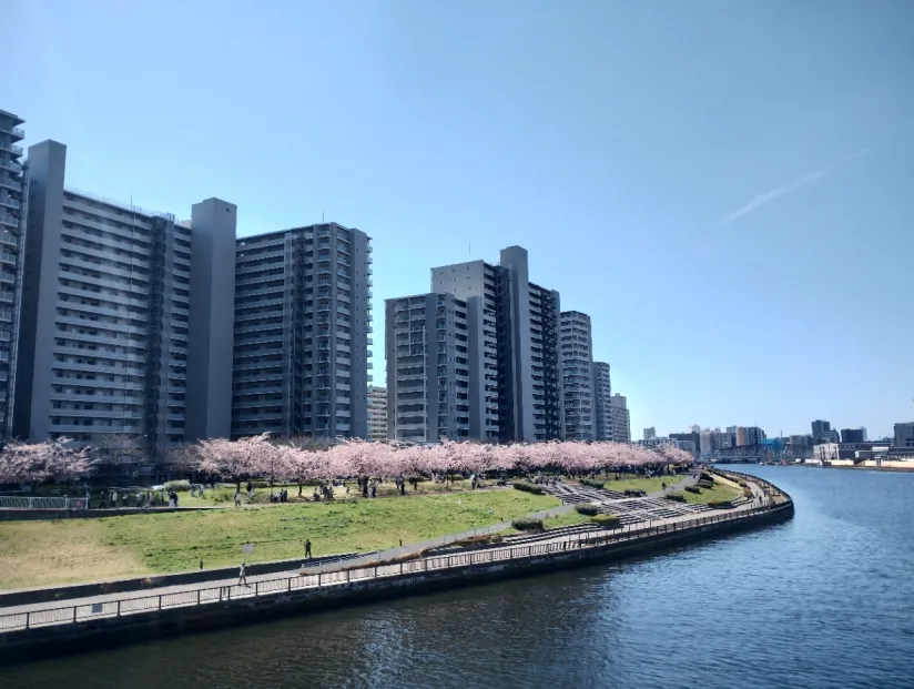 汐入公園　桜並木