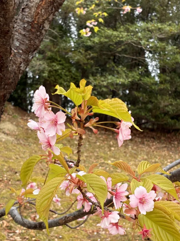 桜が散り花が少なくなってました