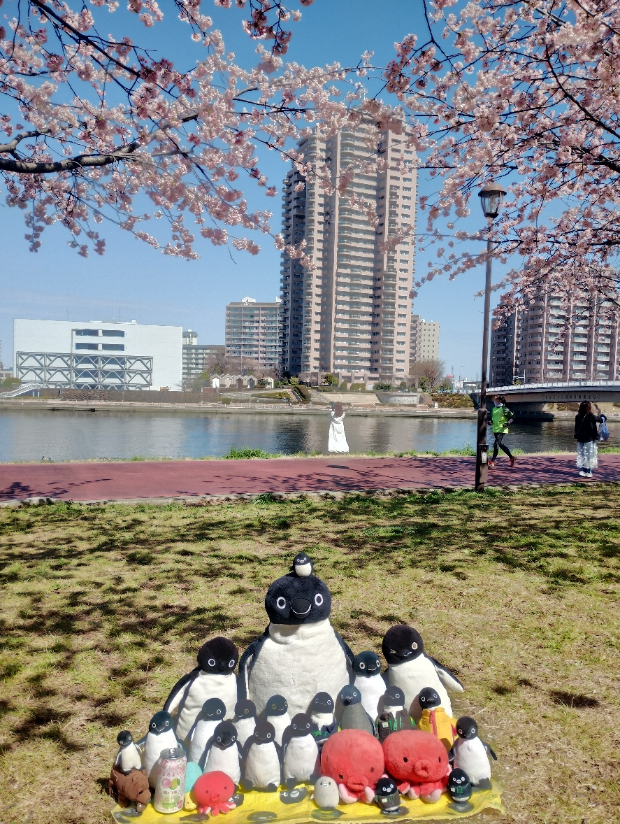 汐入公園 桜並木 | カーライフ | カーライフSNS | カーライフ・カー