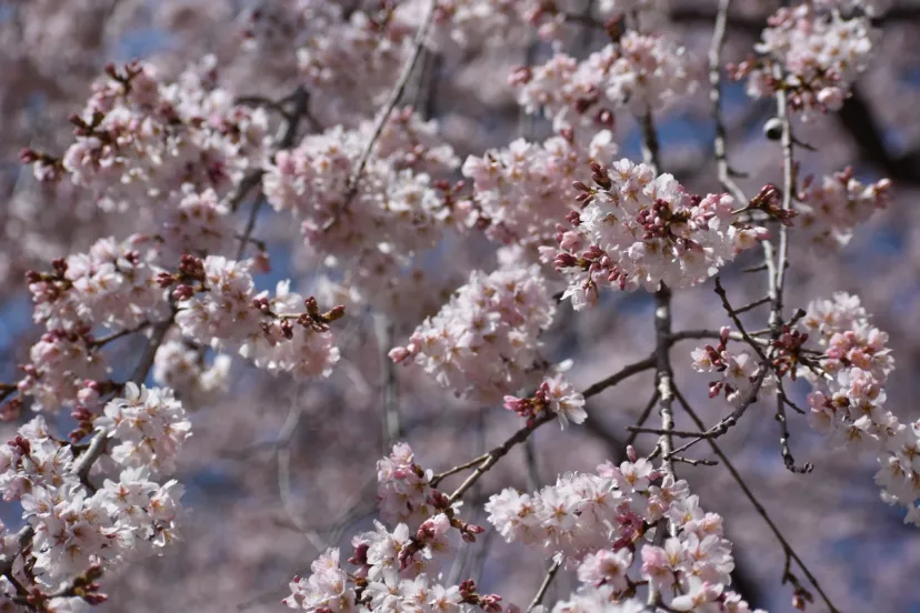 群馬の桜🌸咲く　　敷島公園