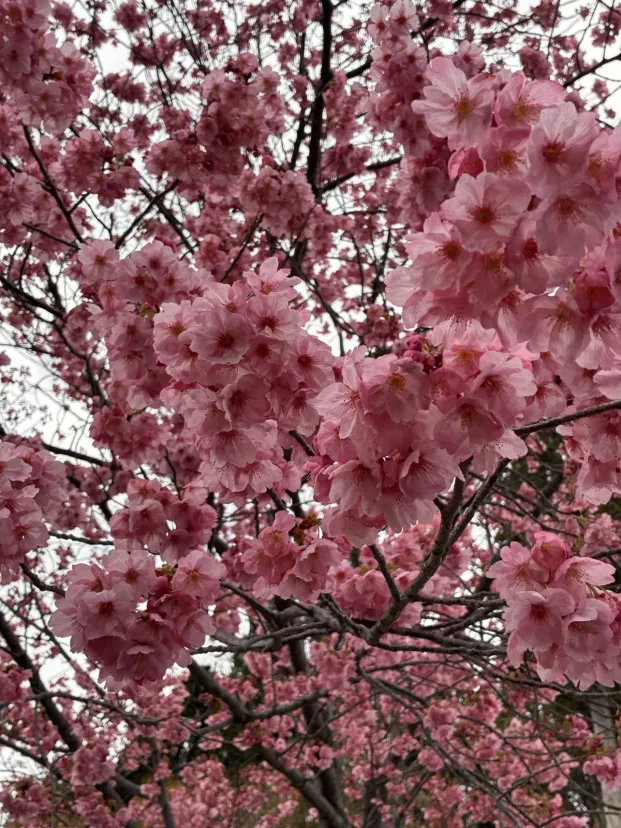 ヒガンサクラが満開です