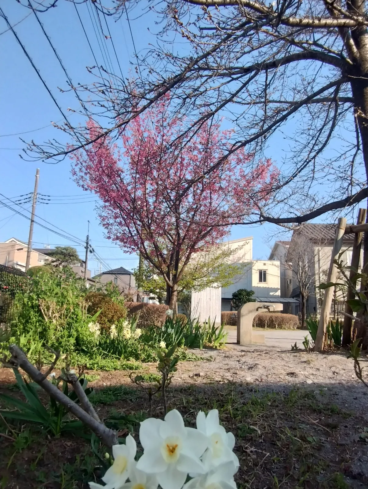 水仙と桜