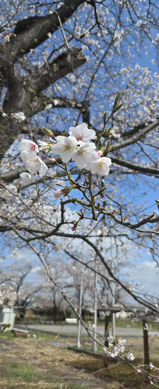 埼玉県も桜が咲きました。
この時期は、お散歩も楽しいですね。