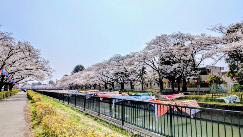 館林　桜とこいのぼりの里まつり