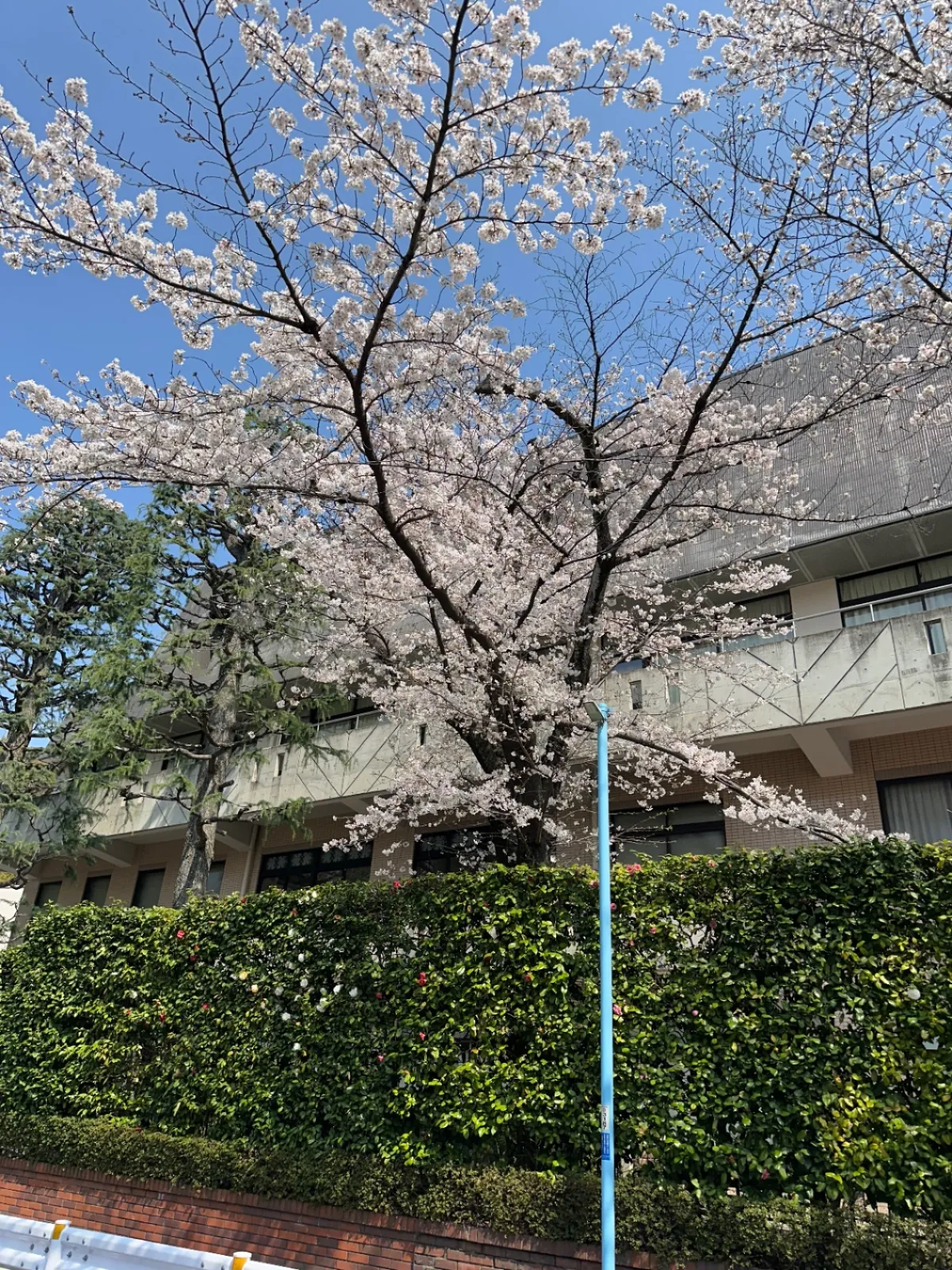 東京は桜満開です🌸