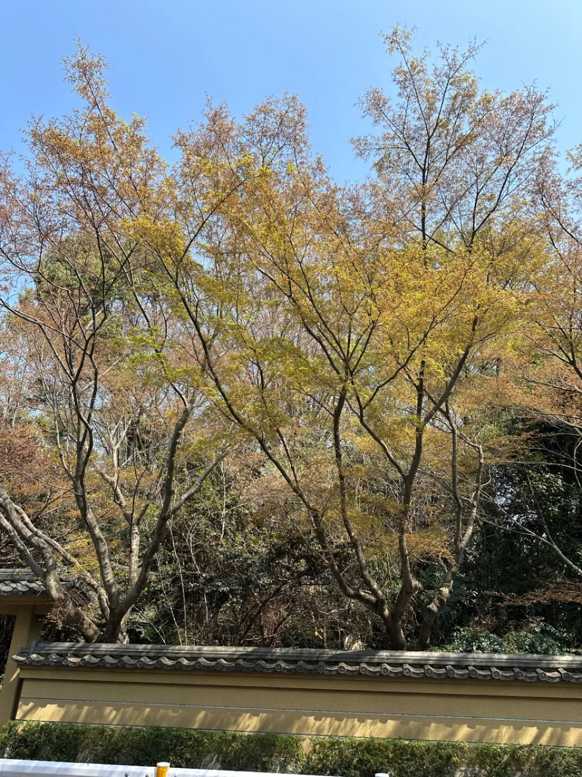 もみじの新緑も出てきて、新しい一年が始まりまる感じがいいですね。