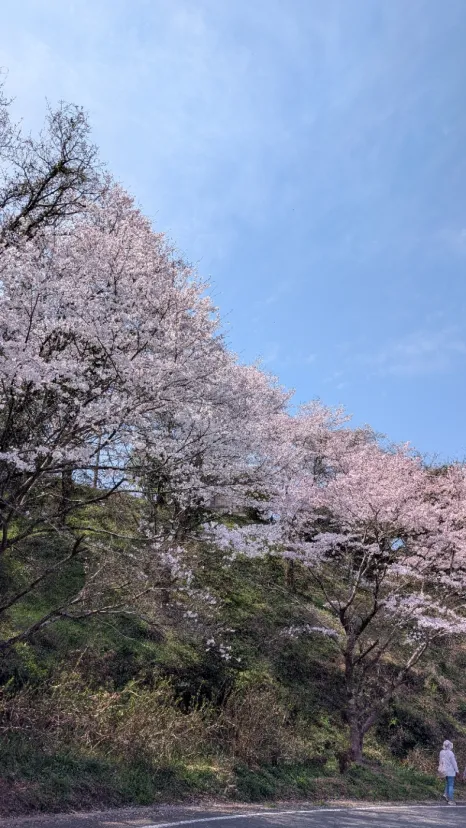 岳間ぐるっとウォークに参加