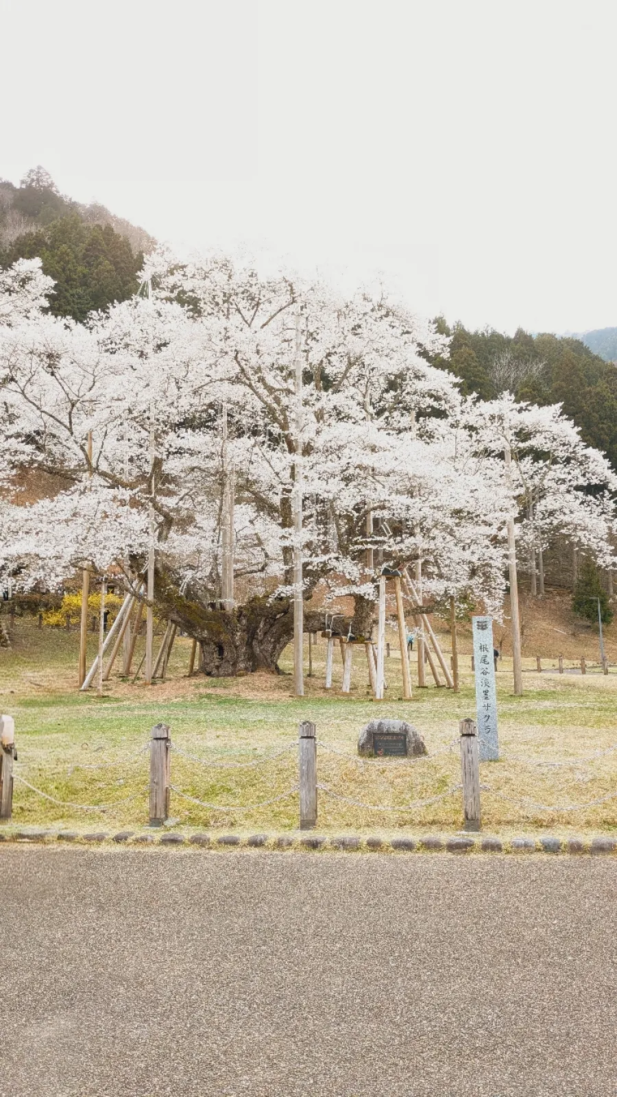 見たかった「淡墨桜」を茨城県から見に行きました。なんと満開！キレイでした！青空ではなかったけど大満足です😊