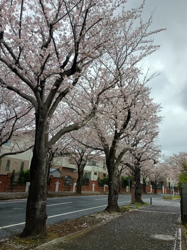 白井市桜台