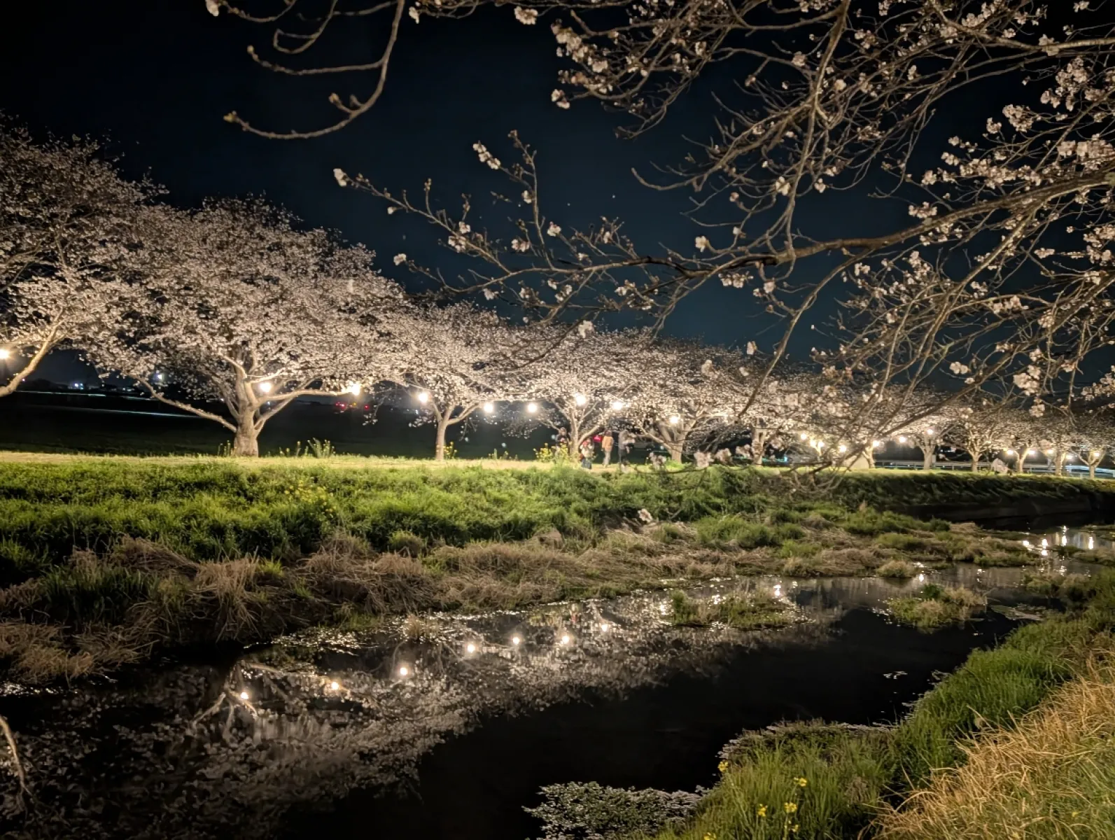 福岡県朝倉の絶景。ライトアップもされてて綺麗です