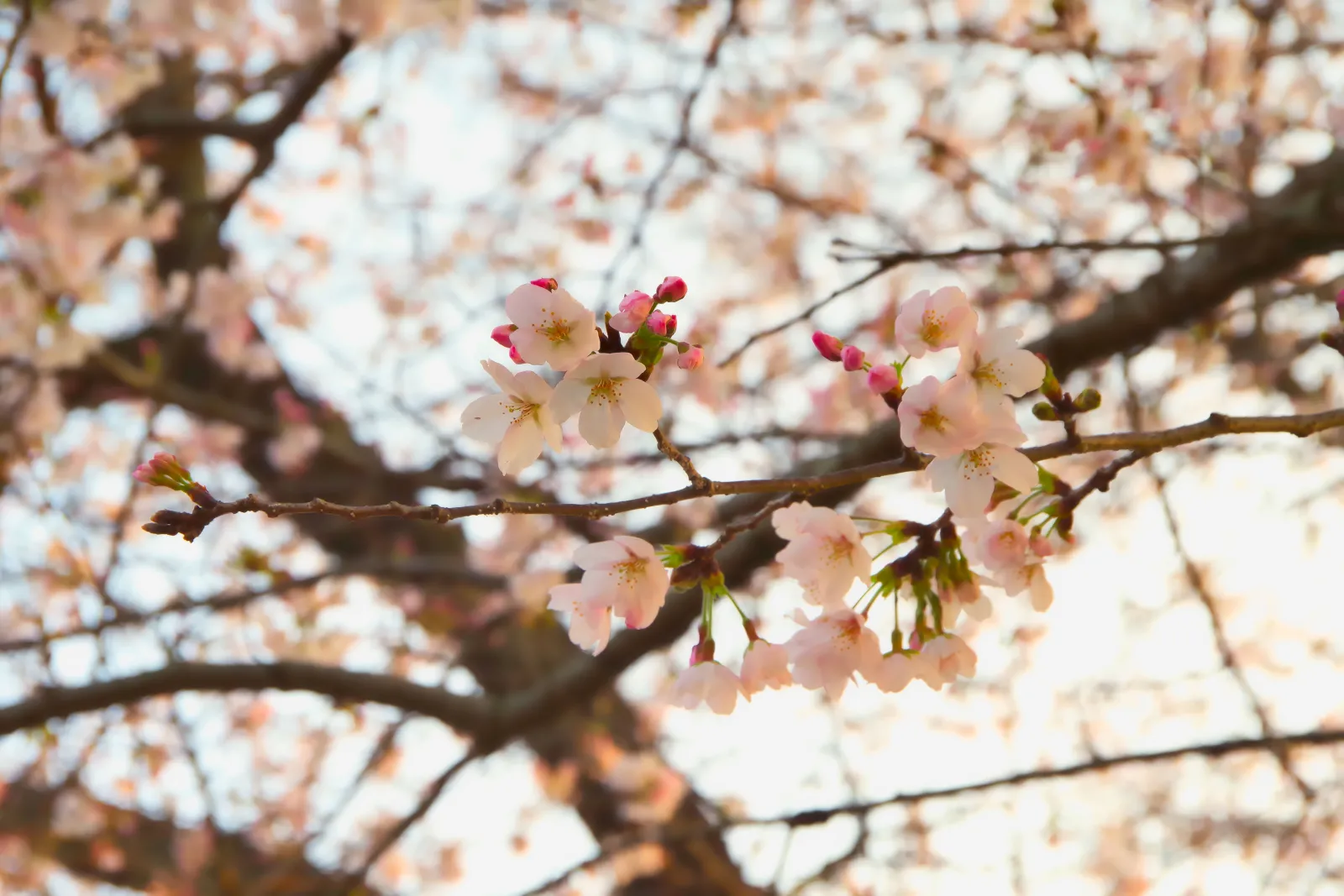 7～8割位だったのでもう満開になっているでしょう