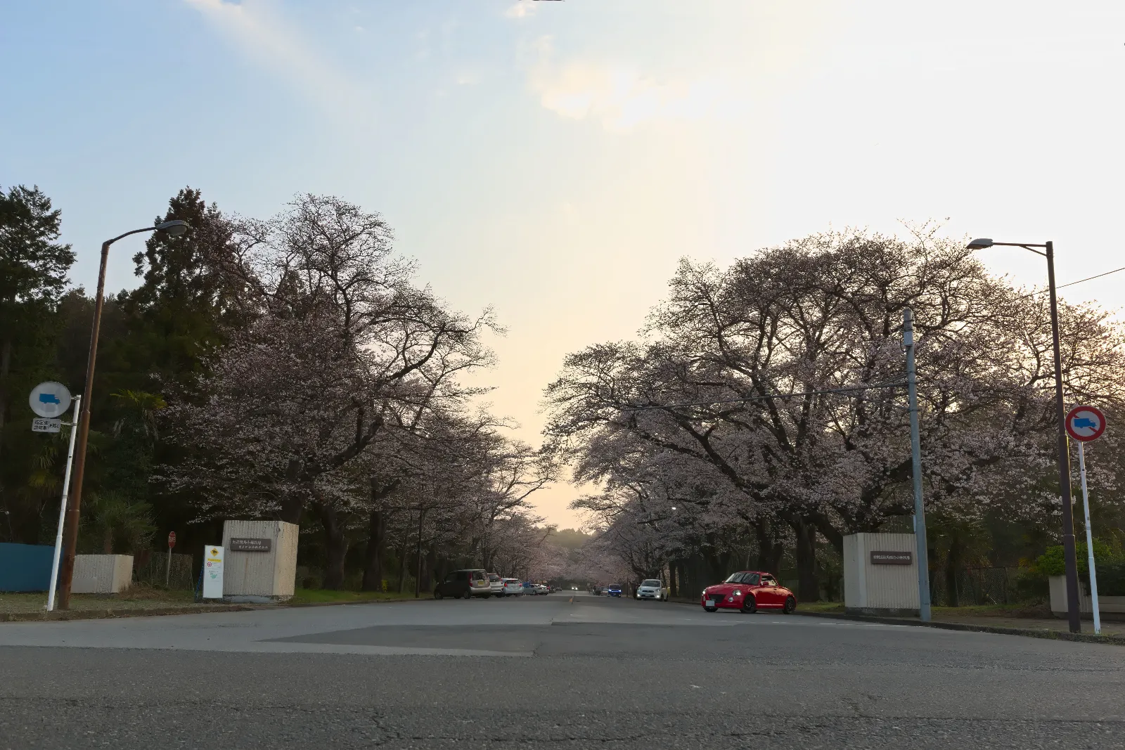 毎年恒例にしている桜を見に小林牧場まで行ってきました