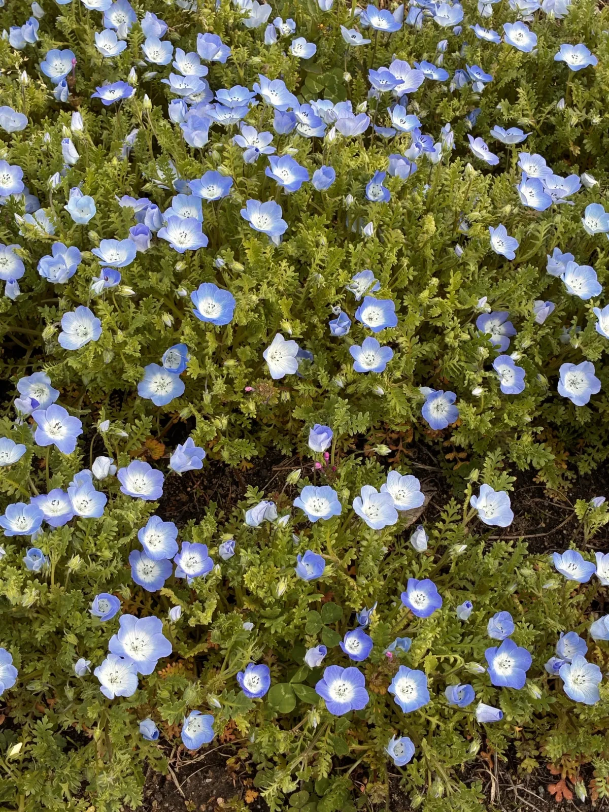 これから見頃のネモヒィラ