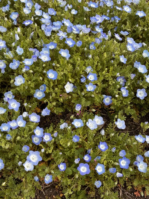 桜は雨で散りそうです