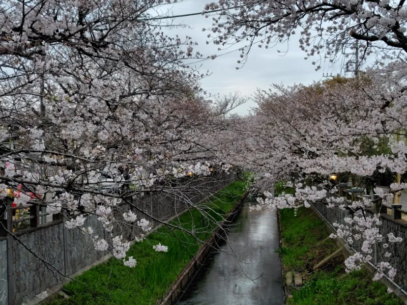 ソメイヨシノ満開