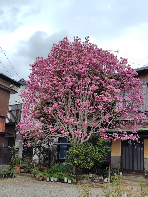 桜だけじゃない