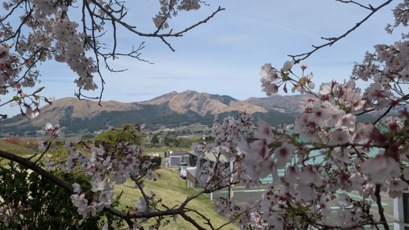 桜と阿蘇山（道の駅久木野）