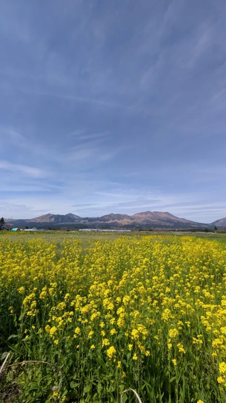 菜の花と阿蘇山