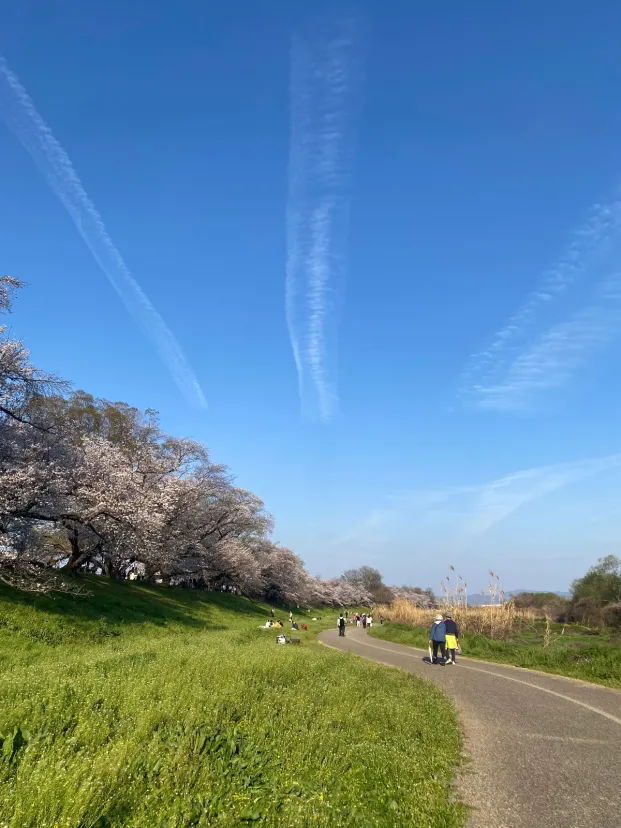 淀川河川公園🌸