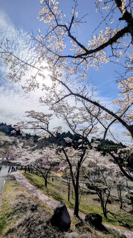 千本桜　高森