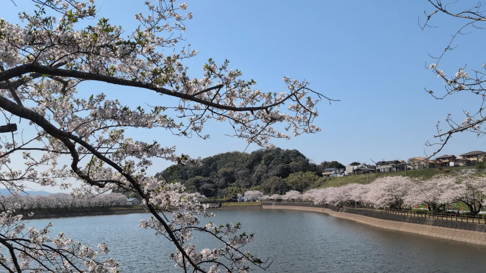 施設の行事で行きましたが、とてもキレイでした〜🌸