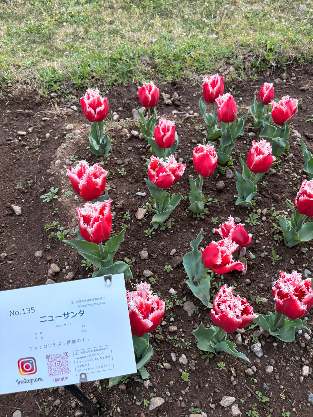 臨海副都心
チューリップフェスティバル