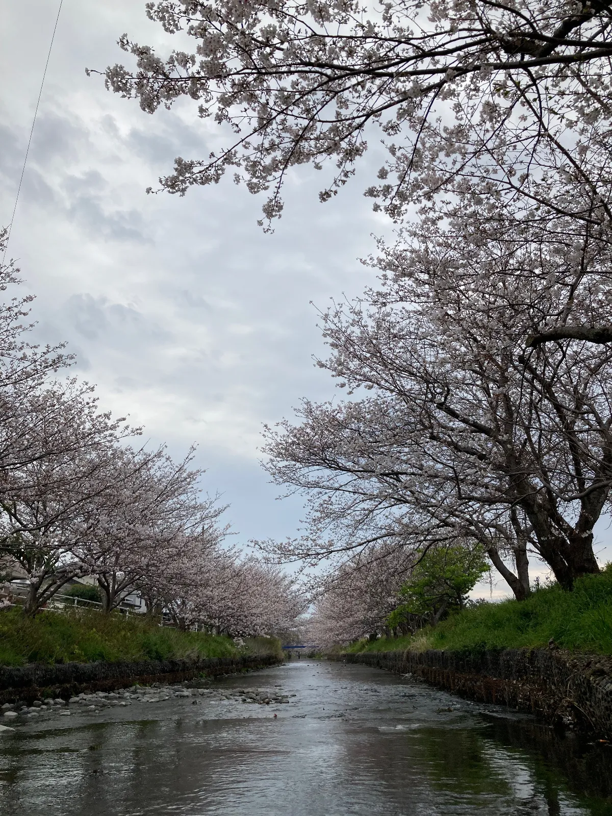 今朝の桜🌸、明日なら満開かな⁉️