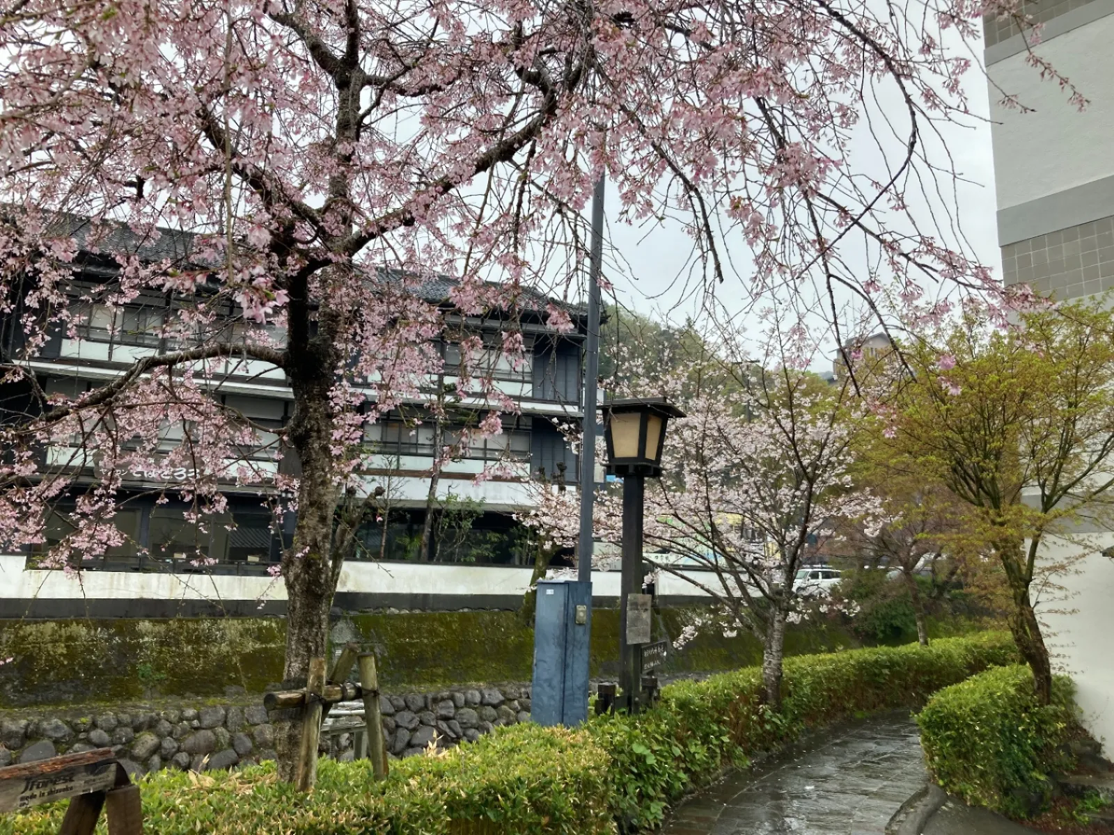 枝垂れ桜の流され感が、温泉地の癒しを更に増してくれます。