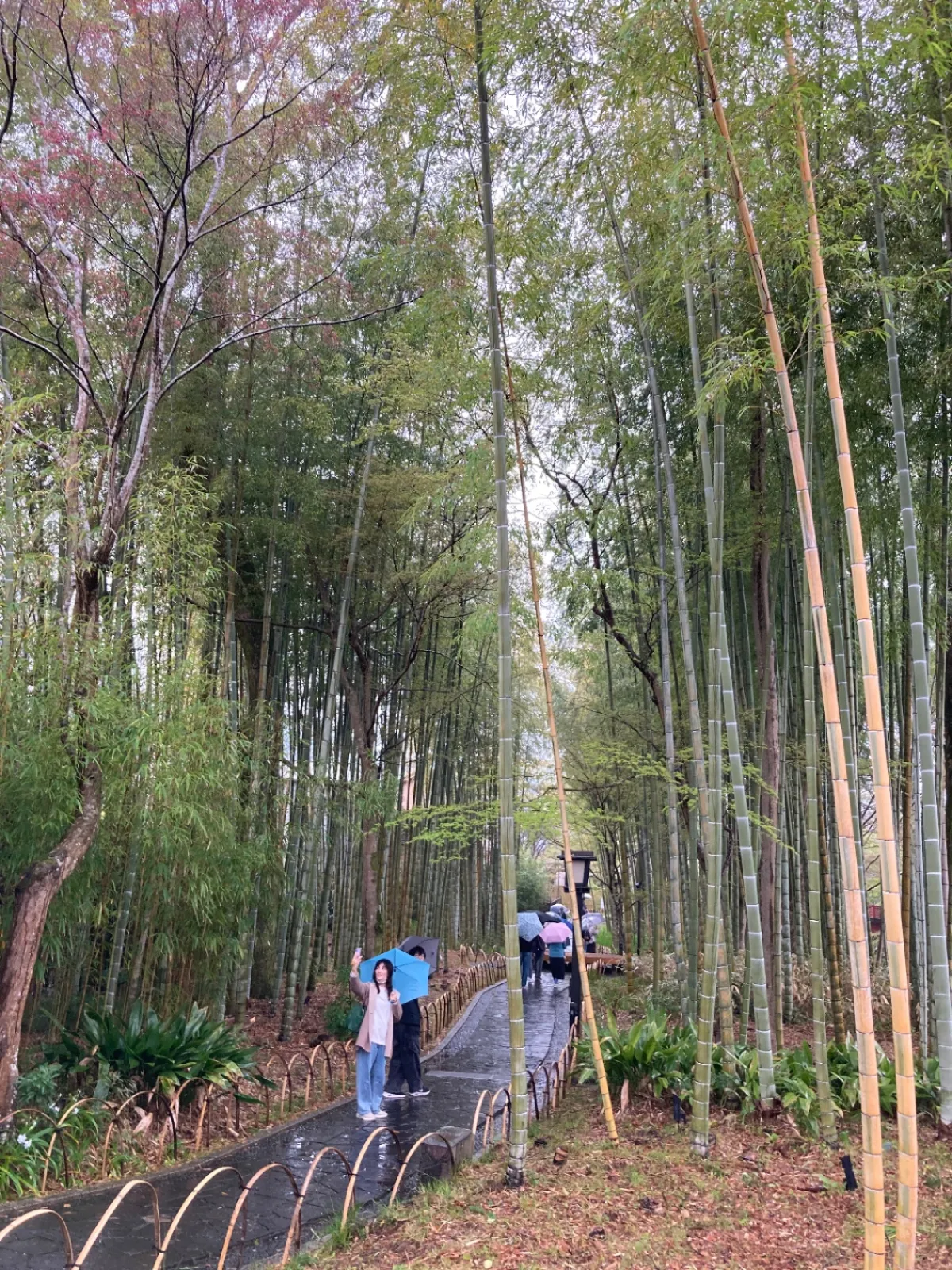 竹の小径はまた違う清々しさです。