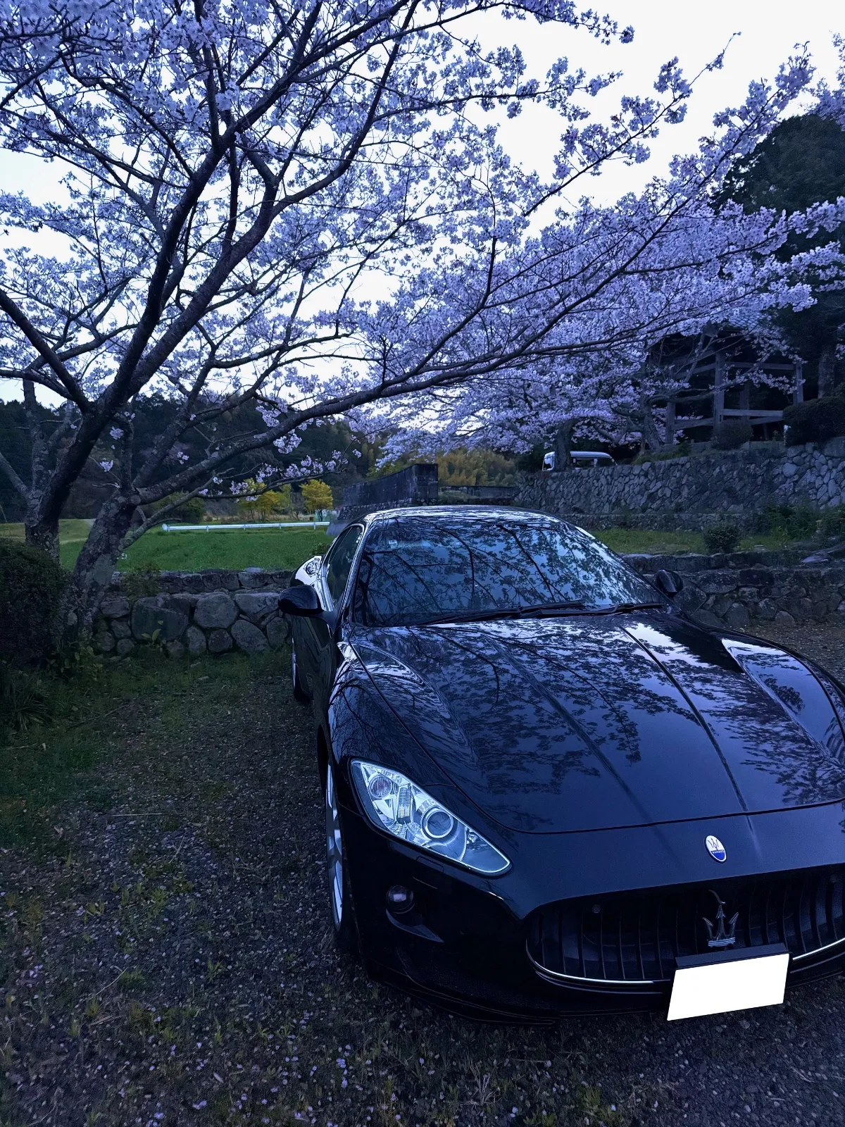 桜が良い感じに咲いてきました。
仕事が早く終わったので、写真撮ってきました。