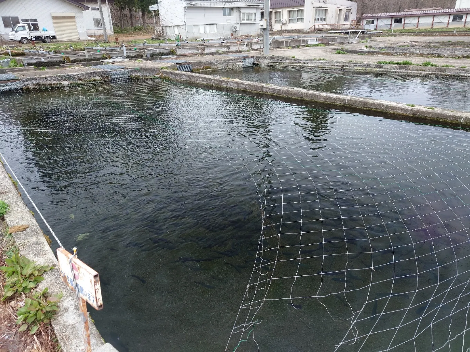 鳥予防に網がかかってました。